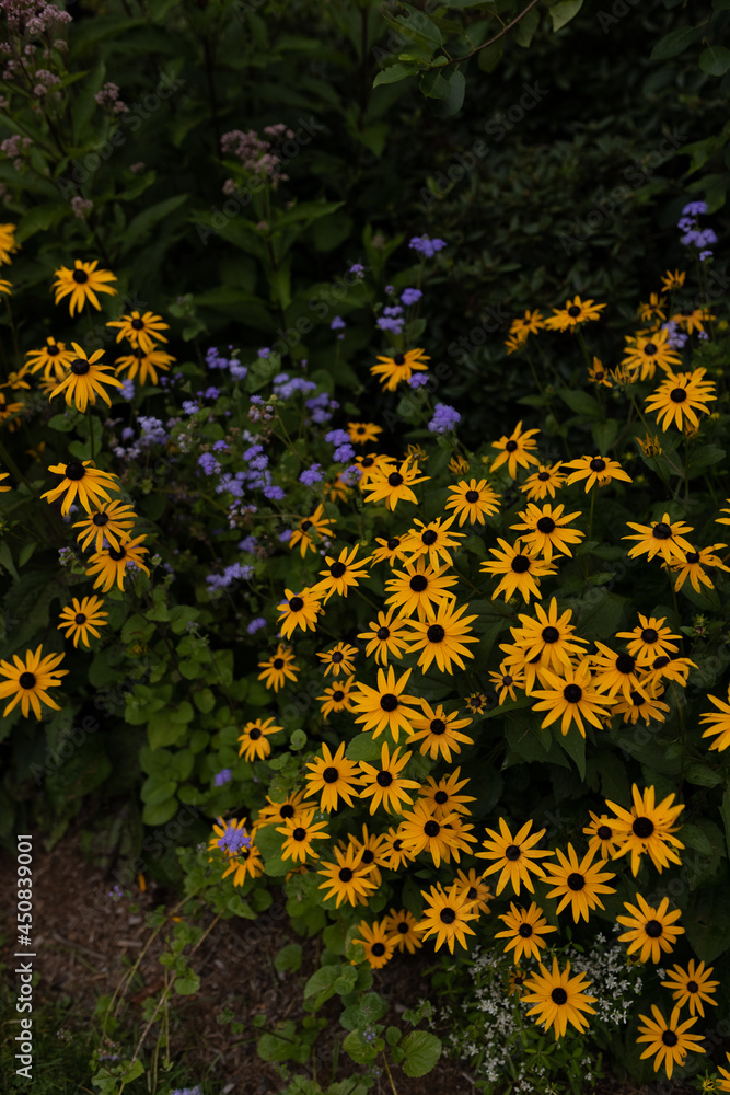 Obraz premium flowers in the garden