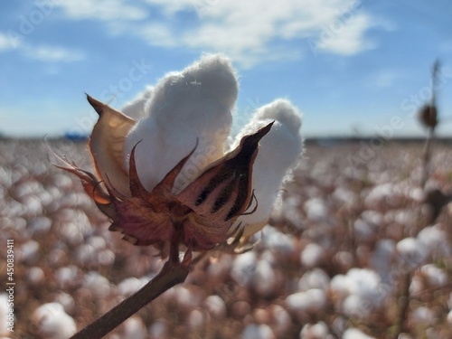 Algodão: ouro branco do Cerrado mato-grossense. 