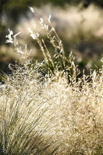 grass in the wind