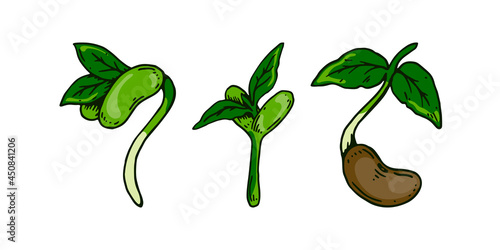 Set of hand drawn bean sprouts. Vector illustration in sketch style isolated on white background