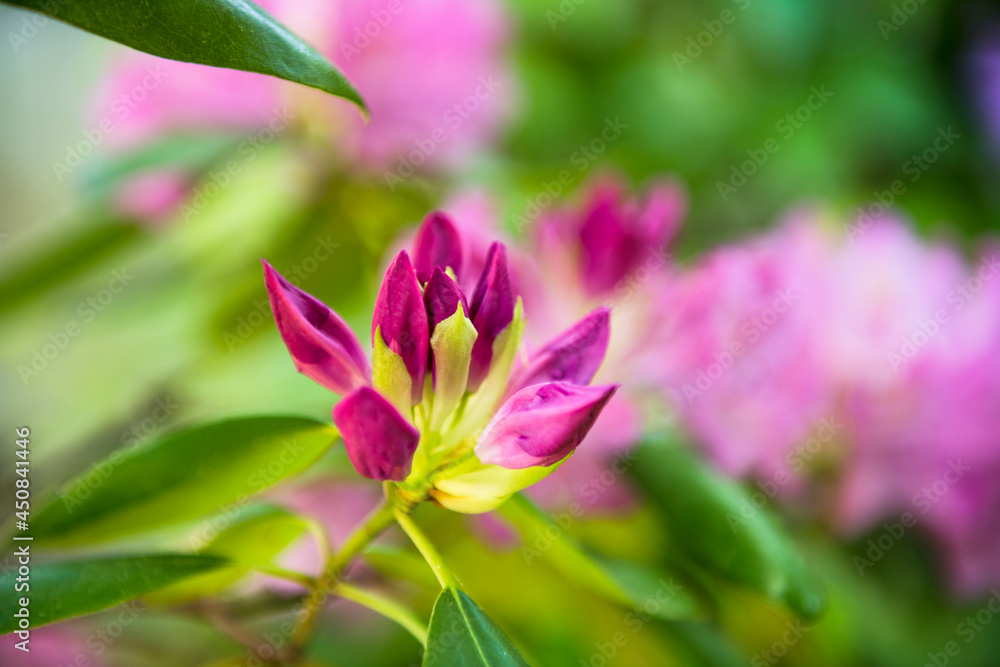 Rhodedendron cluster waiting to bloom in backyard garden Rhodedendron cluster waiting to bloom in backyard garden