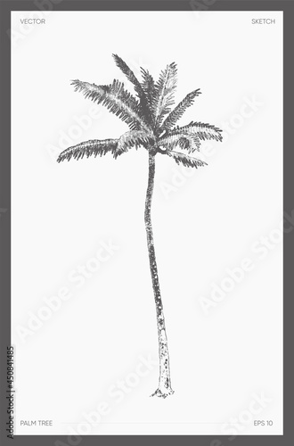 High detail vector palm tree realistic sketch