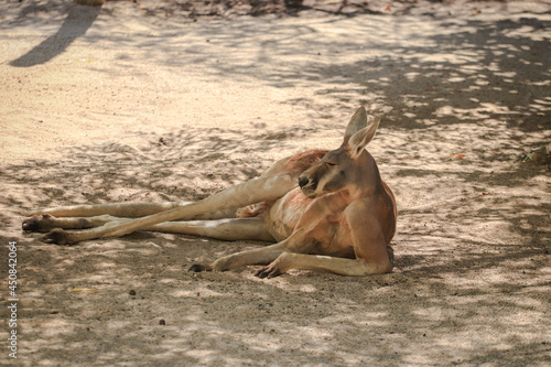 Canvas Print Big red kangaroo resting under the shade of a tree