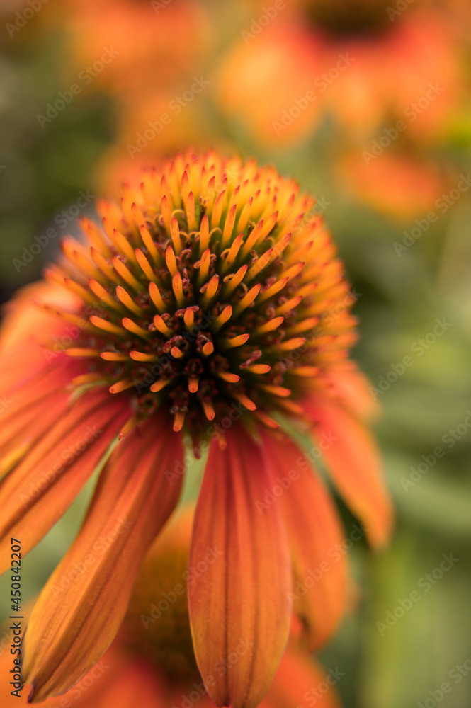 Macro photo of orange coneflower with creamy bokeh