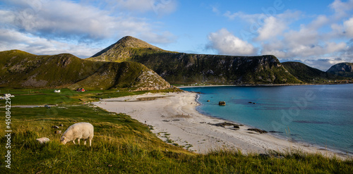 View on sheep, beach, ocean and mountains, on the hiking trail to Unstad village, Lofoten, Norway