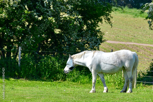White horse wearing a fly mask in the field in summer, England, UK