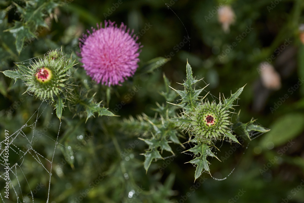 Morning dew on the inflorescence thistle. Thistle (lat Carduus.) - genus Asteraceae plant family, or Compositae. Early morning on the shore of the lake. Morning dew on the inflorescence thistle. Thistle (lat Carduus.) - genus Asteraceae plant family, or Compositae. Early morning on the shore of the lake.