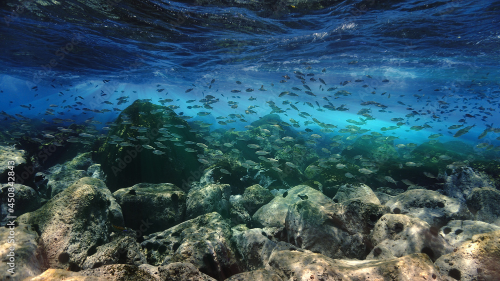 Fototapeta premium coral reef and fishes