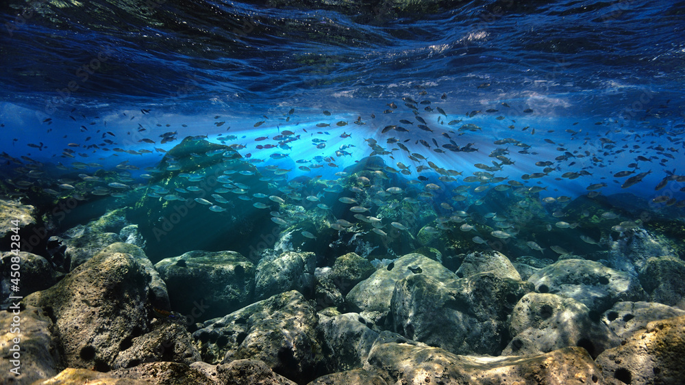 Fototapeta premium coral reef in the blue sea