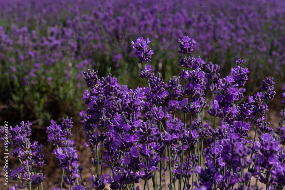 Obraz premium Blooming lavender in the summer. lavender blooming scented flowers.