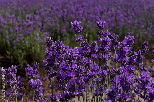 Blooming lavender in the summer. lavender blooming scented flowers.