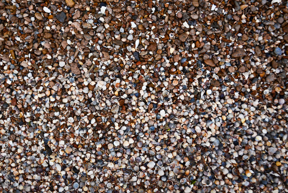 texture, shells, stones, background, foam, wave texture, shells, stones, background, foam, wave