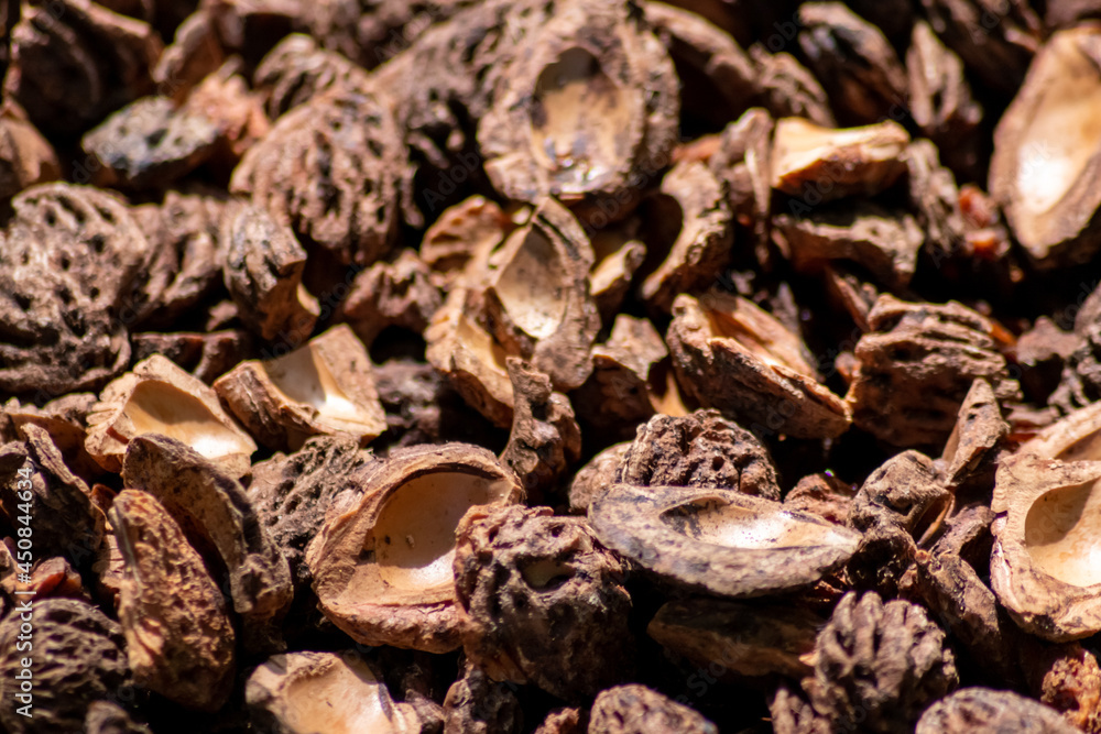 Organic background with shredded peach seeds as organic mulching and sustainable pathway in organic gardening scenery as dry fertilizer in agricultural ecosystems and scattered wood chips close-up Organic background with shredded peach seeds as organic mulching and sustainable pathway in organic gardening scenery as dry fertilizer in agricultural ecosystems and scattered wood chips close-up