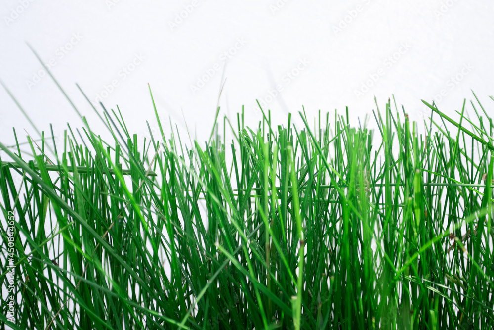 Obraz premium Green grass with a white background