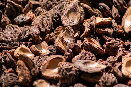 Organic background with shredded peach seeds as organic mulching and sustainable pathway in organic gardening scenery as dry fertilizer in agricultural ecosystems and scattered wood chips close-up