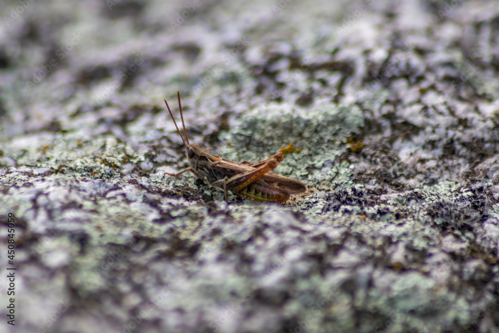 Fototapeta premium Single isolated grasshopper hopping through stone desert in search of food, grass, leafs and plants as plague with copy space and a blurred background chirring for females in mating season as song