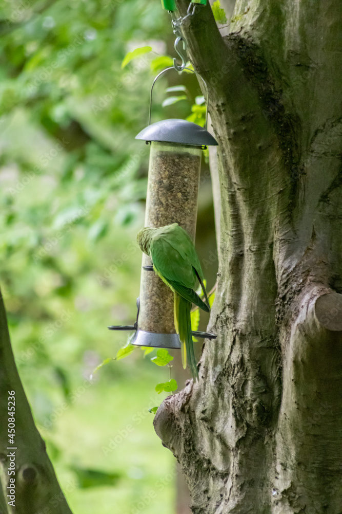 Ring-necked parakeet eating birdseed in a park with green feathers and ...