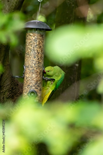 Ring-necked parakeet eating birdseed in a park with green feathers and a red beak as exotic parrots Psittacula krameri as invasive species in European countries like Germany displace local birds