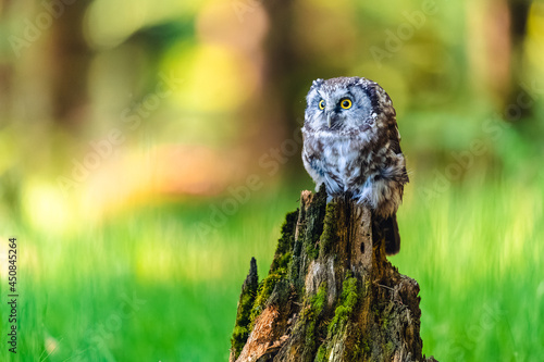 The boreal owl or Tengmalm's owl (Aegolius funereus), portrait of this bird sitting on a perch in the forest. The background is beautifully colored, blurred, beautiful bokeh. photo