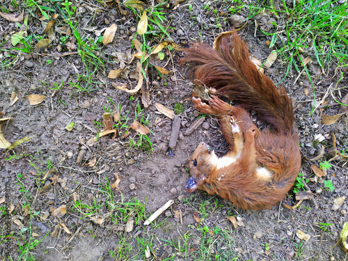 Dead red Eurasian squirrel as fallen animal on the ground with dead body and corpse shows death of animals and the need for animal protection like rodents killed by an accident in traffic or roadkill © sunakri