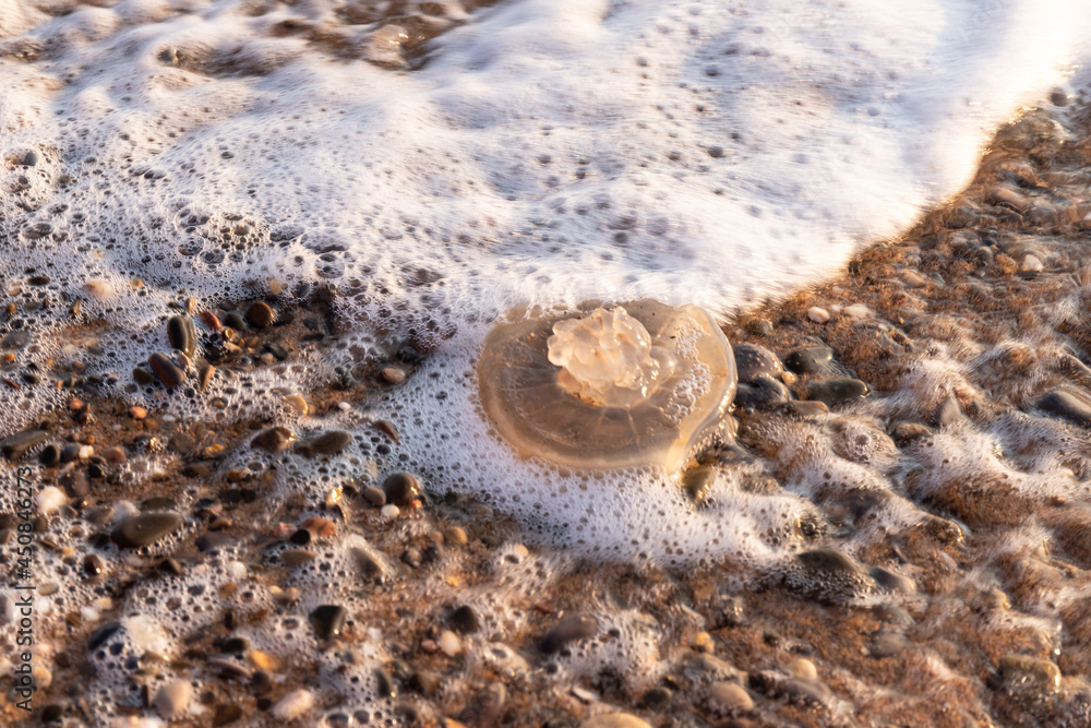 Jellyfish on the seashore. The concept of human impact on the environment. Huge dead jellyfish on the beach. Dead jellyfish on the shores of the Sea Jellyfish on the seashore. The concept of human impact on the environment. Huge dead jellyfish on the beach. Dead jellyfish on the shores of the Sea