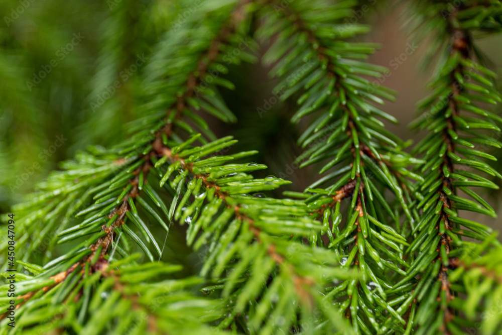 Pine branch close up with raindrops on blurred background Pine branch close up with raindrops on blurred background