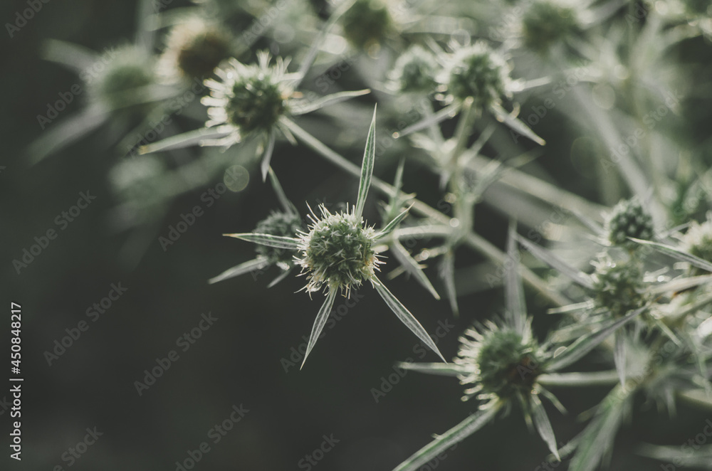 Close up of green eryngo flower with elegant spikes with bokeh dew drops Close up of green eryngo flower with elegant spikes with bokeh dew drops