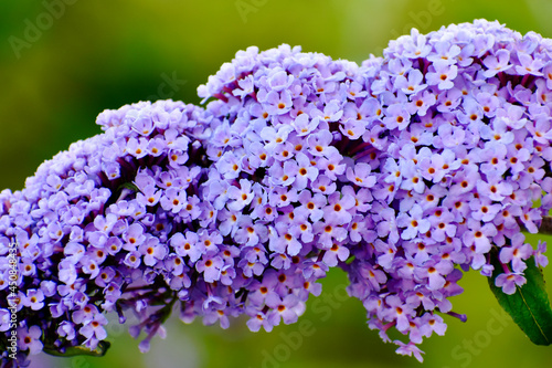 Closeup of  butterfly bush in summer, England, UK photo