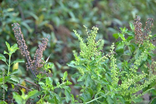 The Fresh basil plant tree on nature background , Asian thai green basil leaf