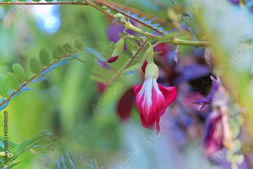 Sesbania grandiflora, also known as Agathi Keerai or the vegetable hummingbird, is a small loosely branching tree belonging to the family Fabaceae and genus Sesbania photo