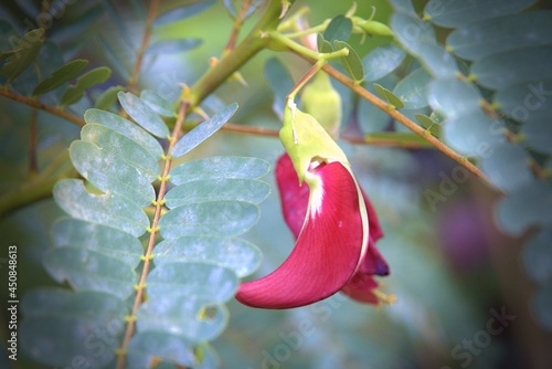 The Lowkey image of Red Sesbania grandiflora flower in nature garden