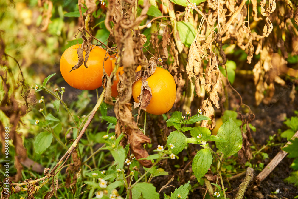 tomatoes, tomato bush, vegetables, tomatoes, tomato bush, vegetables,