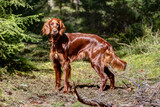Irish Setter in the hunting ground shines chestnut red in the sun. The Irish red Setter is a hunting dog with heart. 