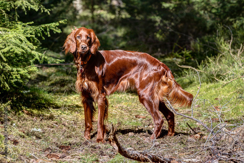 Irish Setter in the hunting ground shines chestnut red in the sun. The Irish red Setter is a hunting dog with heart.  photo