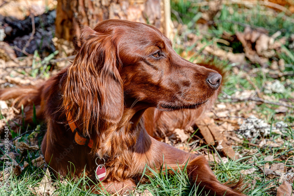 Beautiful Irish Setter lies in the sun and watches the hunting ground. The Irish Setter is considered the most elegant and beautiful of the Setter breeds, with a lot of energy and drive.