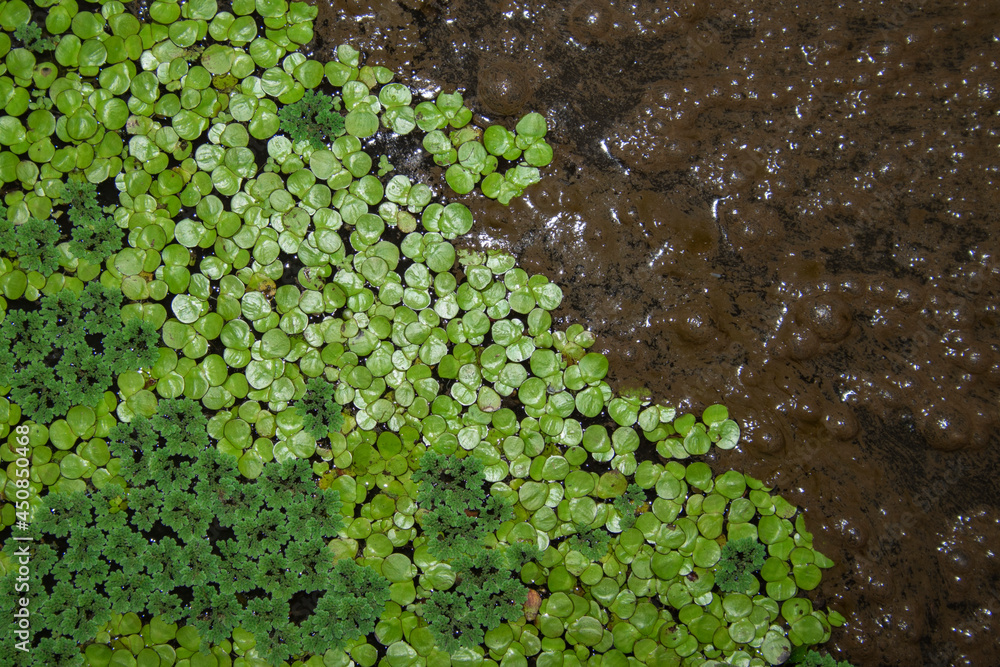 Lemna minor (Common Duckweed or Lesser Duckweed) Lemna minor (Common Duckweed or Lesser Duckweed)