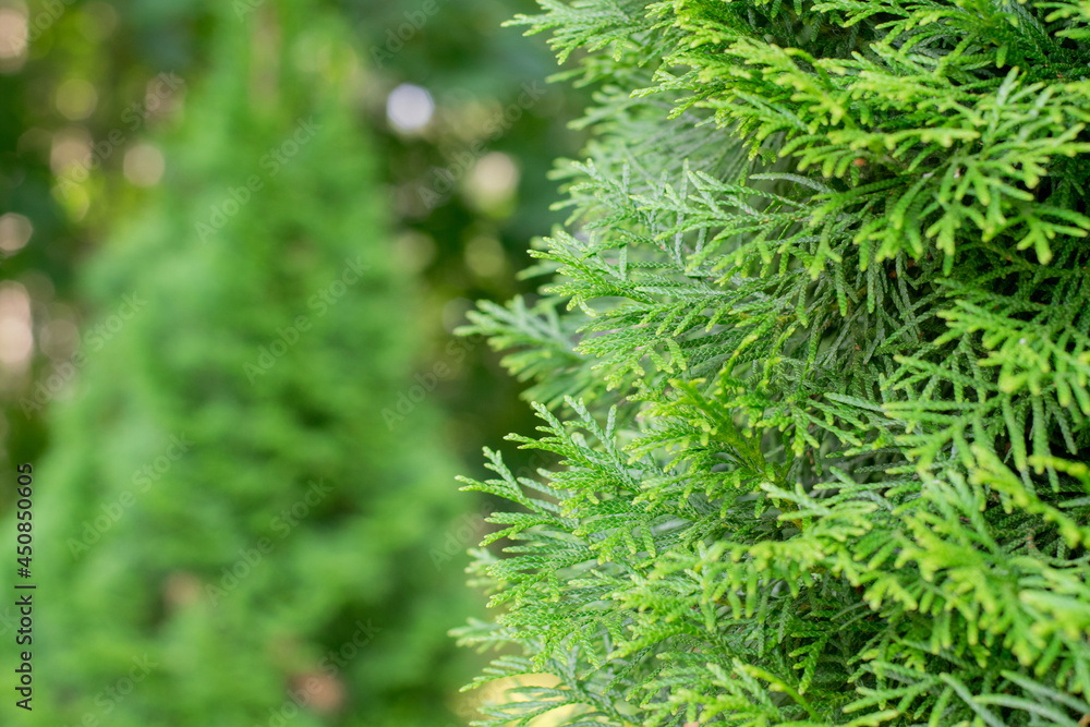Thuja tree branches close-up on a sunny summer day. Evergreen plant