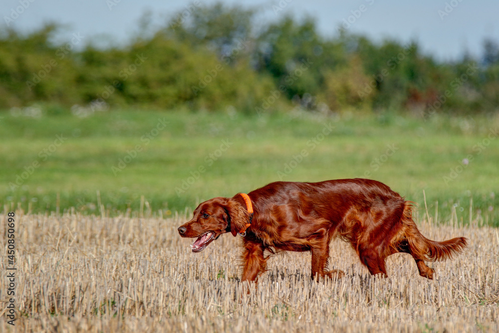 Beautiful, shiny Irish Setter hunting dog at work on a harvested cornfield.
