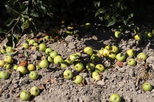 ripe yellow apples on the ground