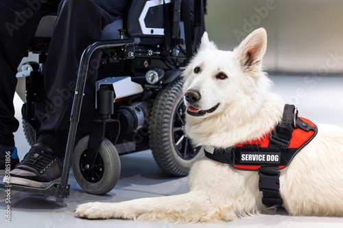 Принти на полотні Service dog giving assistance to disabled person on wheelchair.