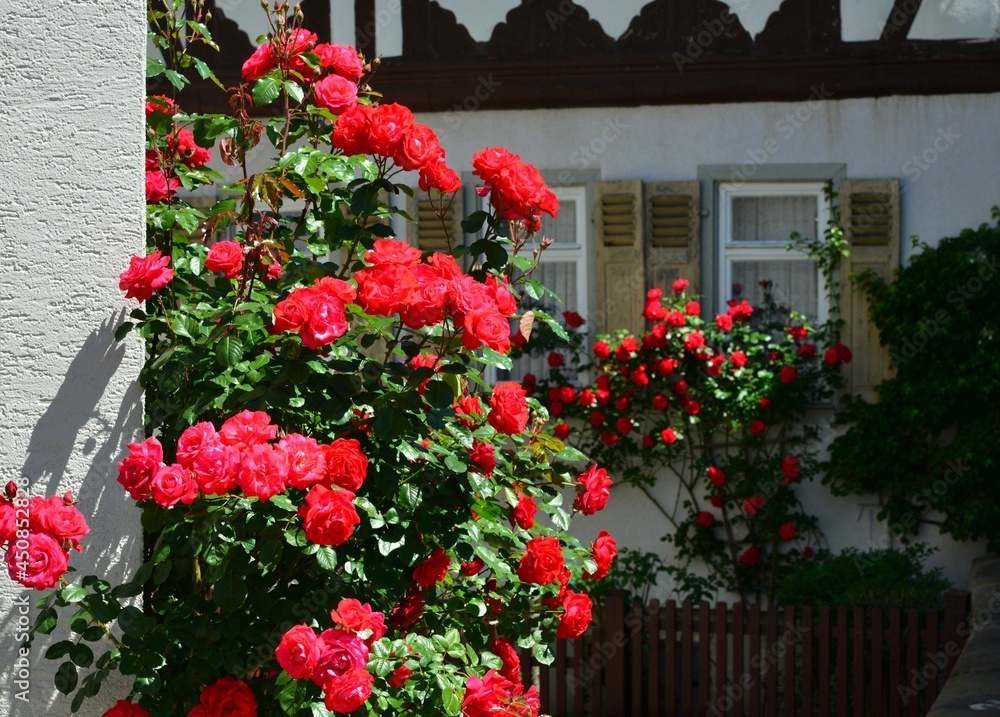 Weiß lackierter Lattenzaun um einen Vorgarten mit Rosen als Grundstücksabgrenzung