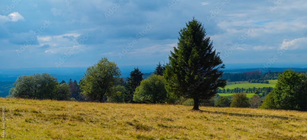 Obraz premium Panorama Baum auf Wiese