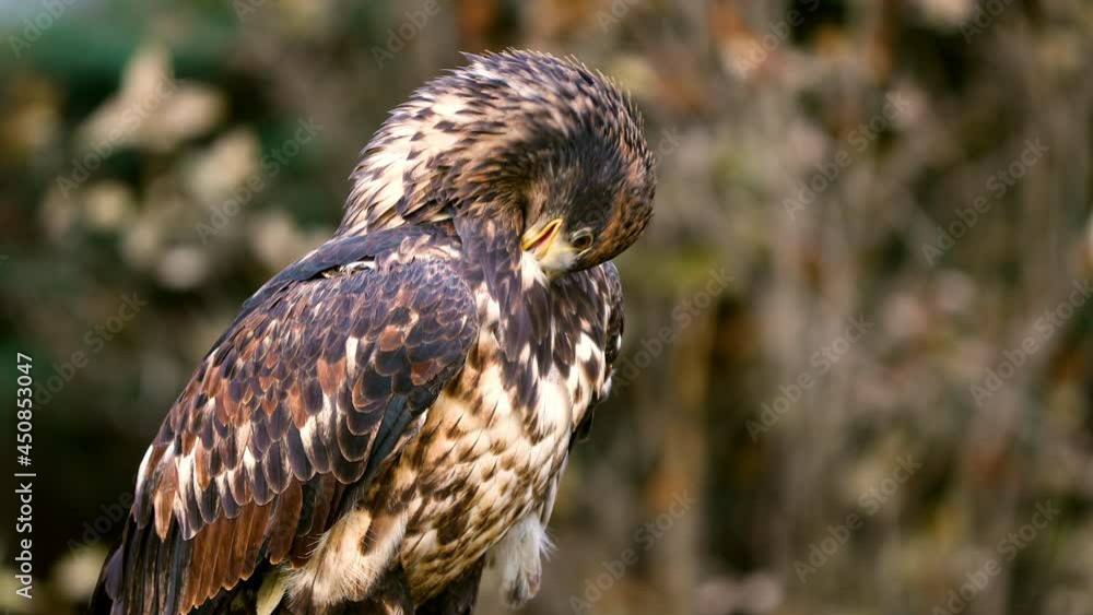 Portrait of a juvenile Bald Eagle. Bald Eagle's heads don't turn white until they're 4 or 5 years old. Portrait of a juvenile Bald Eagle. Bald Eagle's heads don't turn white until they're 4 or 5 years old.