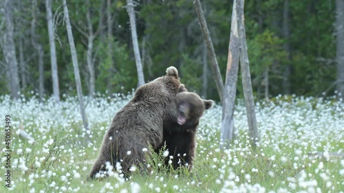 Two young brown bears playfighting in the middle of the cotton grass on a Finnish bog photo