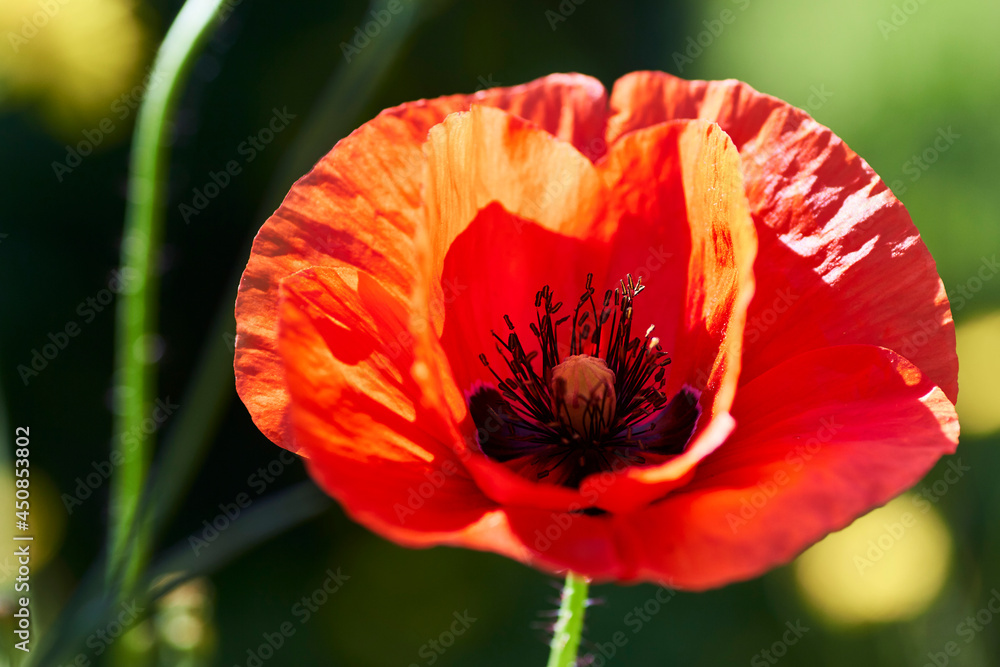 Fototapeta premium Gros Plan sur un coquelicot