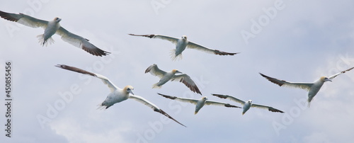 Gannets  in the sky  over the sea  near Bempton Cliffs  Yorkshire  UK