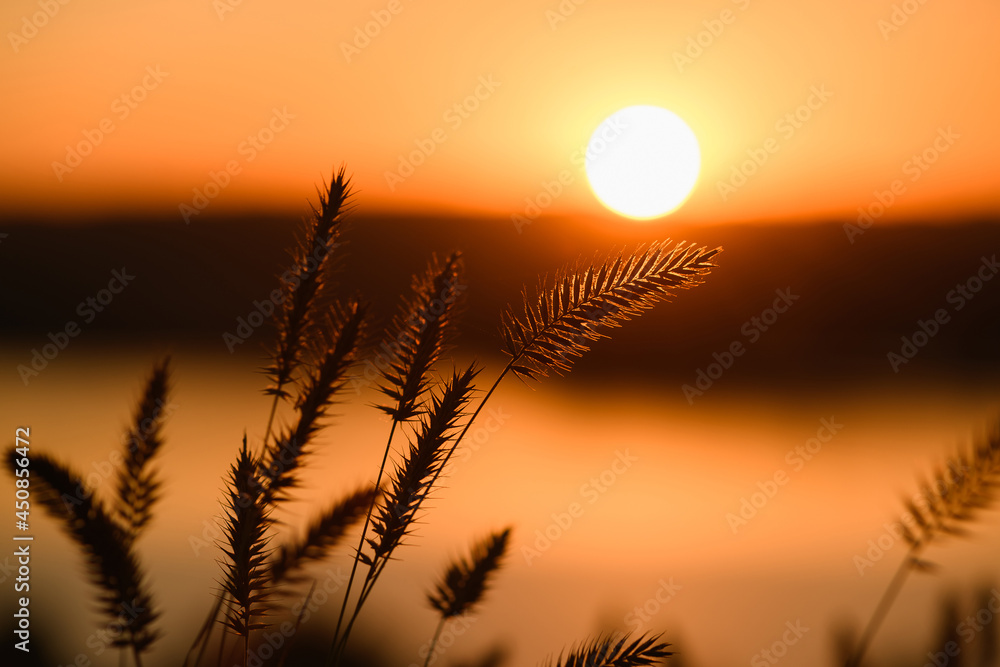 Grass spikelets and raising warm sun disk