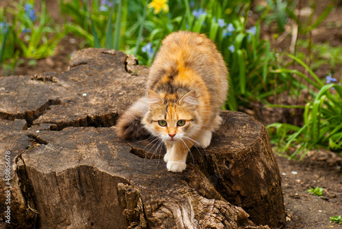 Slika na platnu A red-haired formidable cat is sitting on a stump