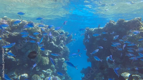 Shoal of Fusilier fish swims in the blue water near coral reef in mornind sunrays. School of Lunar Fusilier (Caesio lunaris). Slow motion photo