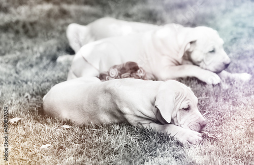 Canvas Print Young American pit bull terriers outside. Close up.